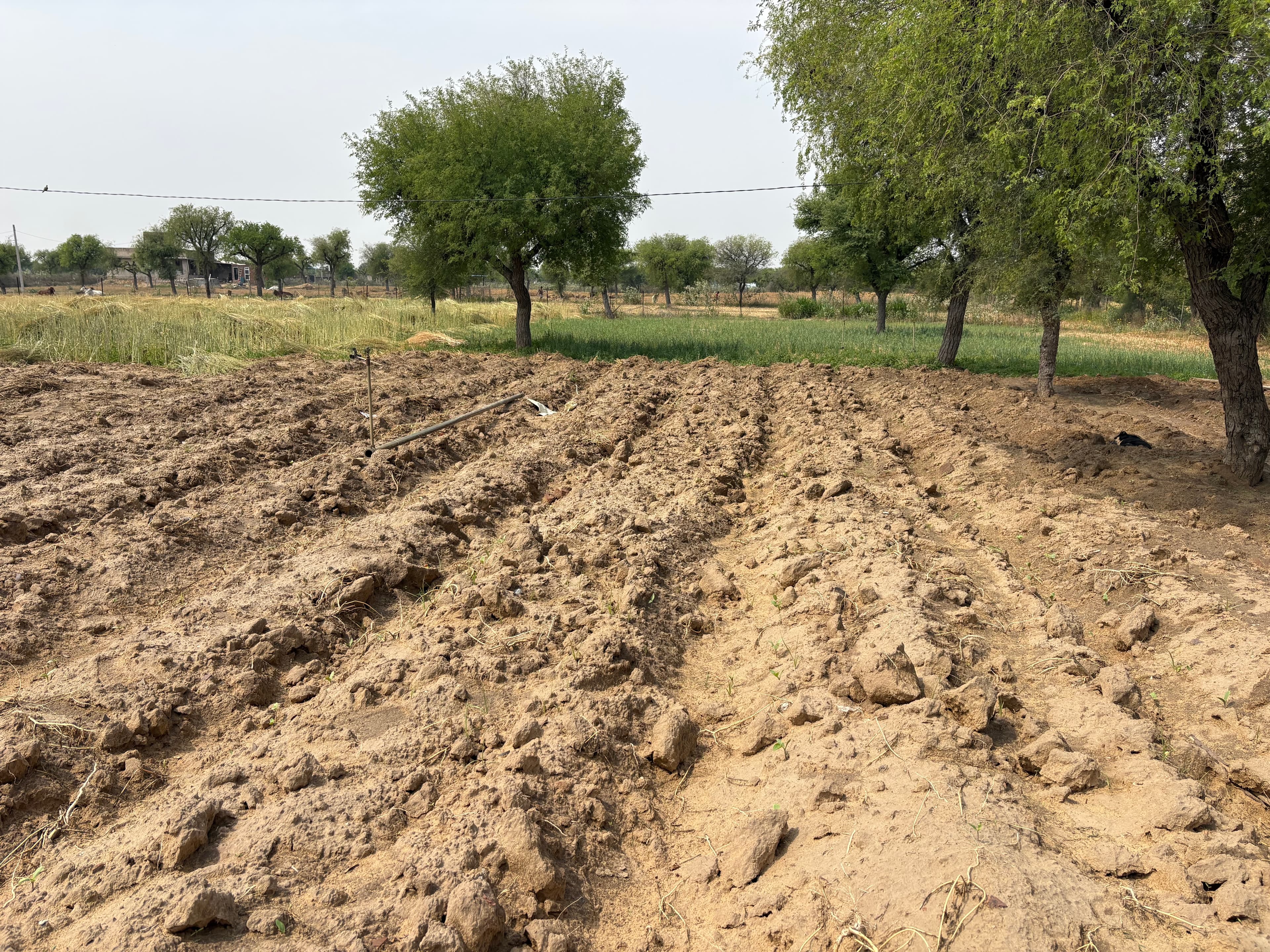 Freshly prepared furrows and cultivated rows stretching across the farm.