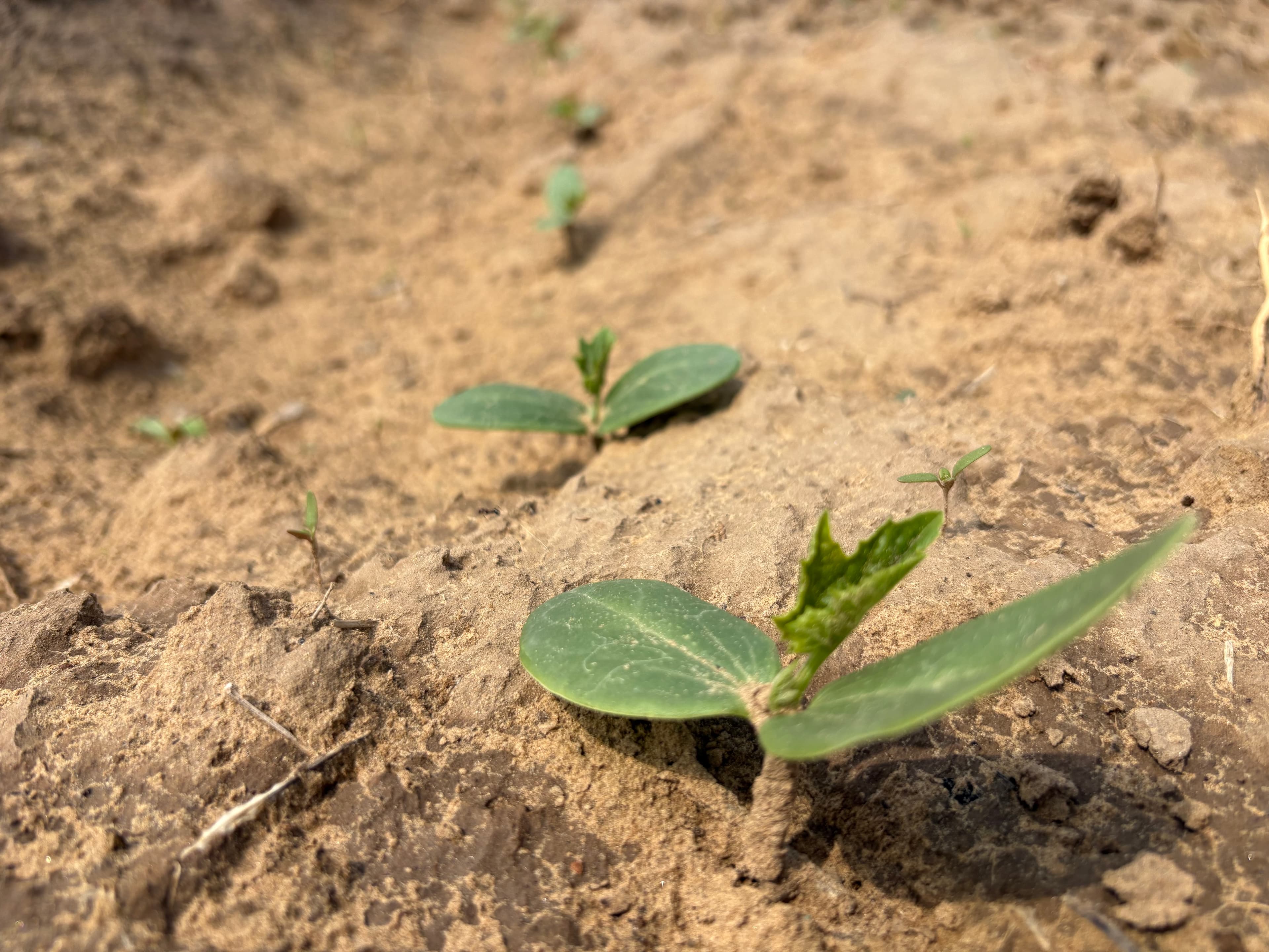 Close-up of young seedlings emerging from the soil.