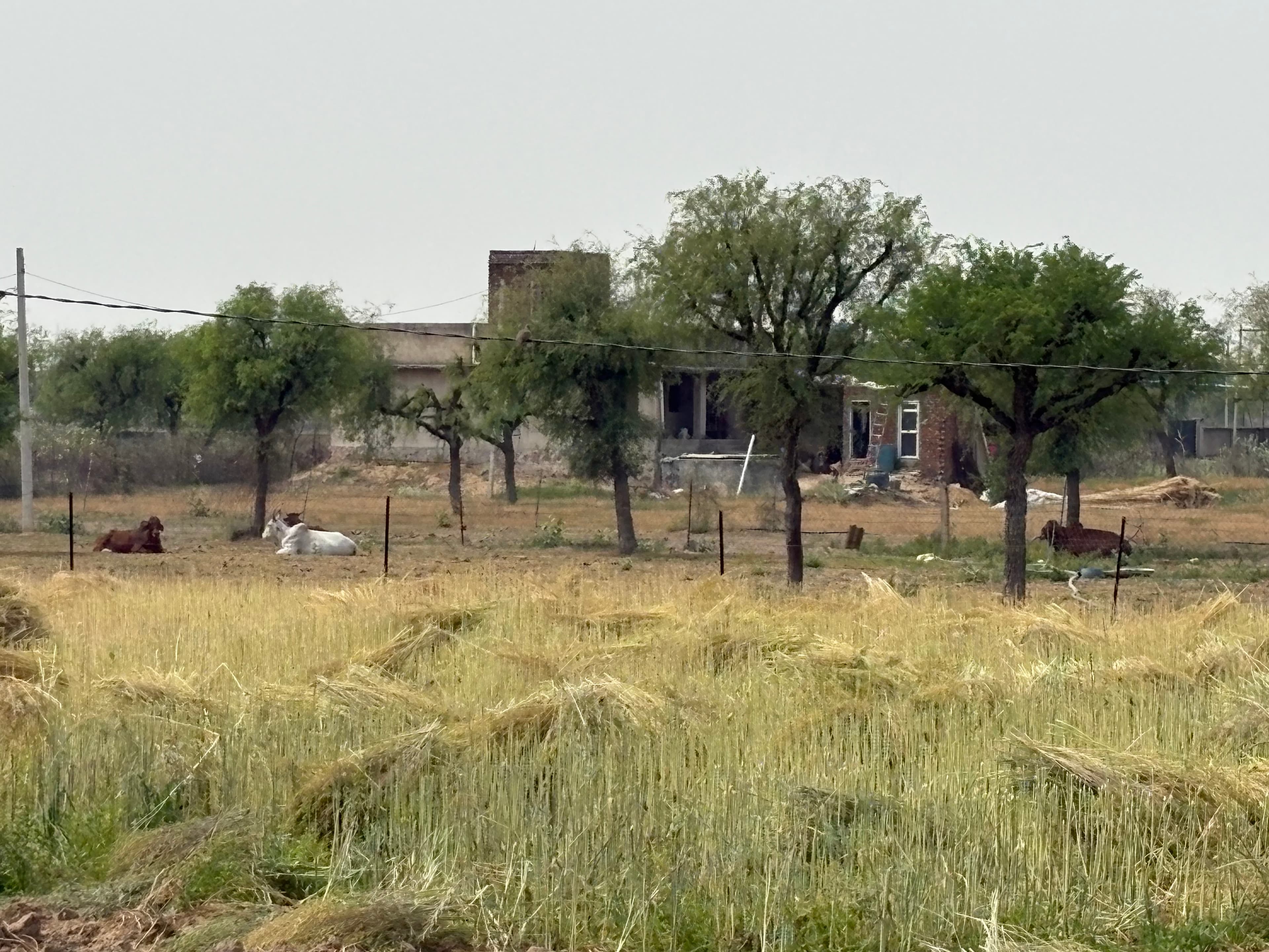 Harvested field with cattle resting near a farmhouse and rows of trees.